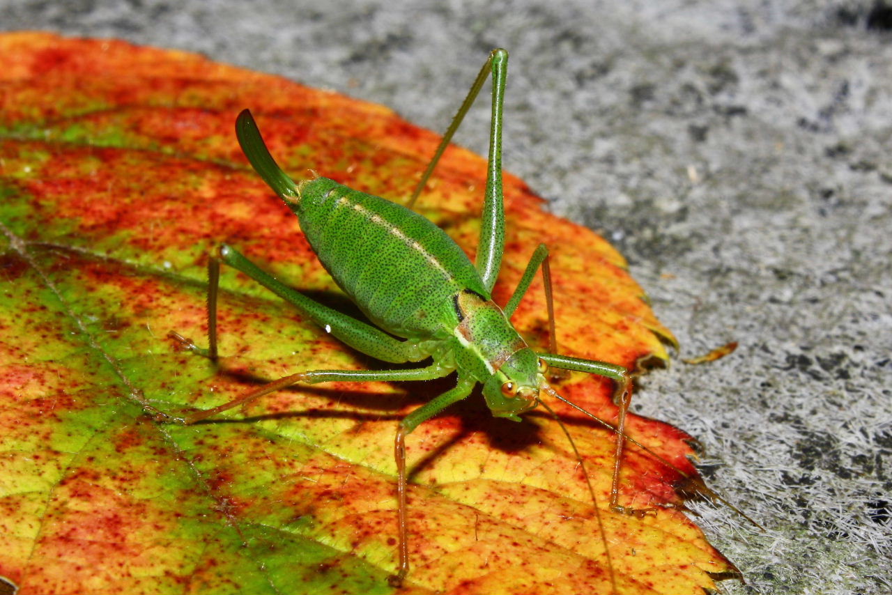 Orthoptera da determinare-1